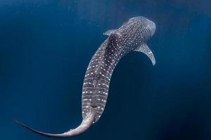 Whale Shark close encounter in west papua cenderawasih bay photo