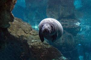 newborn baby manatee close up portrait photo