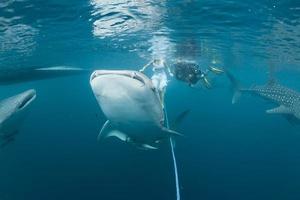 Whale Shark close up underwater portrait photo