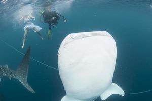 Whale Shark close up underwater portrait photo