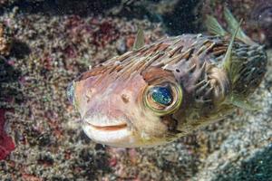 Box puffer Fish portrait in siladen photo