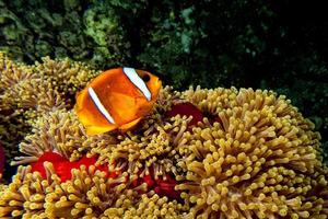 Clown fish in the red and brown anemone over the black background photo