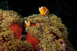 A couple of clown fish in the red and brown anemone over the black background photo