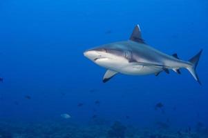 un tiburón gris mandíbulas listas para atacar bajo el agua retrato de cerca foto