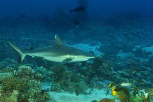 A grey shark jaws ready to attack underwater close up portrait photo