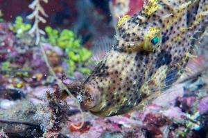 trigger fish underwater close up portrait photo