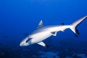 un tiburón gris mandíbulas listas para atacar bajo el agua retrato de cerca foto