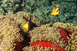 Clown fish in the red and brown anemone over the black background photo