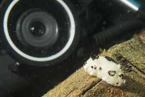 equipo de fotógrafo submarino cerca de nudibranquio blanco foto
