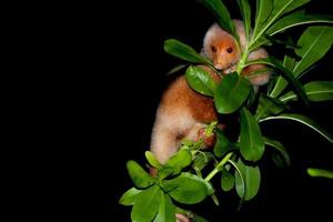 cuscús mono endémico de indonesia nocturno marsupial foto