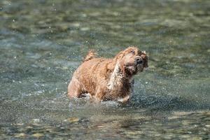 Dog Puppy cocker spaniel playing in the water photo