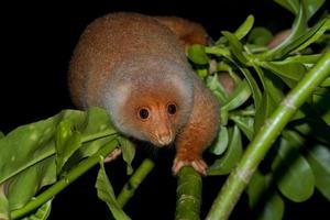 cuscus mono endémico de indonesia foto