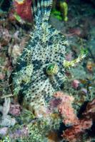 trigger fish underwater close up portrait photo