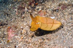 Squid cuttlefish underwater on black lava sand photo