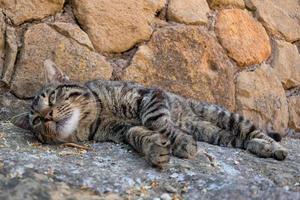 white cat relaxing in rome old stones photo