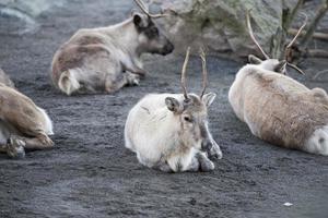 reindeer portrait in winter time photo