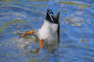 un pato mientras se sumerge en el agua azul profunda foto