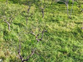 viejo limonero en sicilia foto