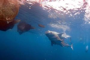 tiburón ballena viniendo hacia ti bajo el agua foto