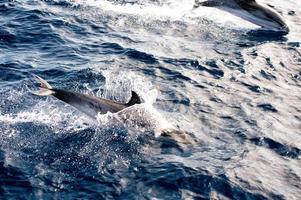 Dolphins while jumping in the deep blue sea photo