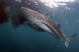 Whale Shark portrait underwater in Papua photo