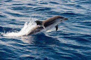 Dolphins while jumping in the deep blue sea photo