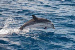 Dolphins while jumping in the deep blue sea photo