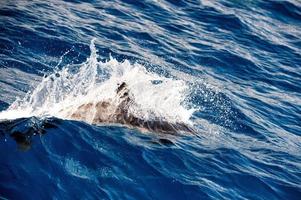 Dolphins while jumping in the deep blue sea photo