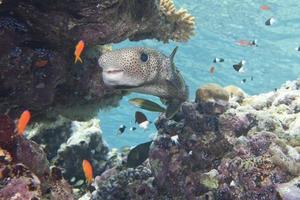 Box fish underwater portrait photo