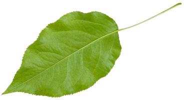 back side of green leaf of Sambucus racemosa photo