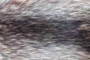raccoon fur close up photo