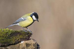 gran tit azul en el fondo marrón foto