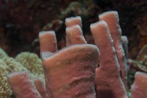 esponja tuibe en el fondo del arrecife raja ampat foto
