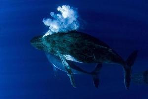 ballena jorobada bajo el agua con burbujas en moorea polinesia francesa foto