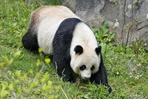 giant panda while eating bamboo photo