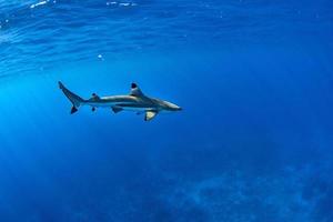 nadando con tiburones en el océano azul de polinesia foto