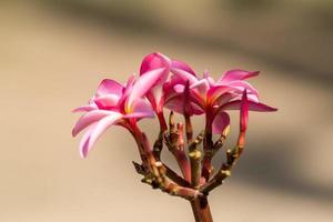 Frangipani flowers isolated photo