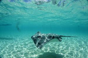 swimming with stingray underwater in french polynesia photo