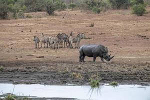 rinoceronte y cebras bebiendo en la piscina en el parque kruger sudáfrica foto
