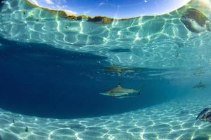 nadando con tiburones en el océano azul de polinesia foto