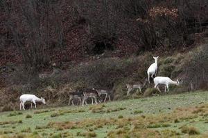 white deer ultra rare portrait photo