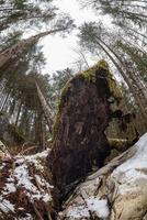 uprooted tree in forest in winter photo