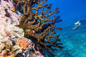 Ship Wreck in maldives indian ocean photo