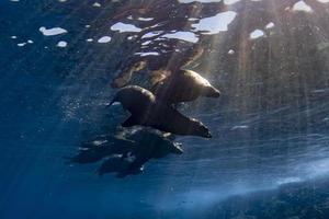 familia de focas leones marinos de california relajándose bajo el agua foto