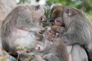 newborn Indonesia macaque monkey ape close up portrait photo