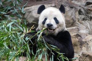 giant panda while eating bamboo photo