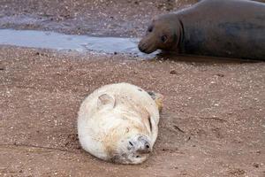 cachorro de foca gris mientras se relaja en la playa en gran bretaña foto