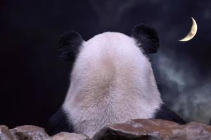 orejas de panda gigante desde atrás mirando el panorama en la noche de luna llena foto