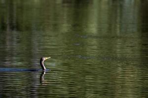 Cormorant portrait in lagoon photo