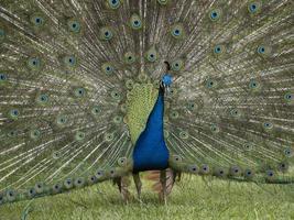 detalle de plumas de pavo real de cerca foto